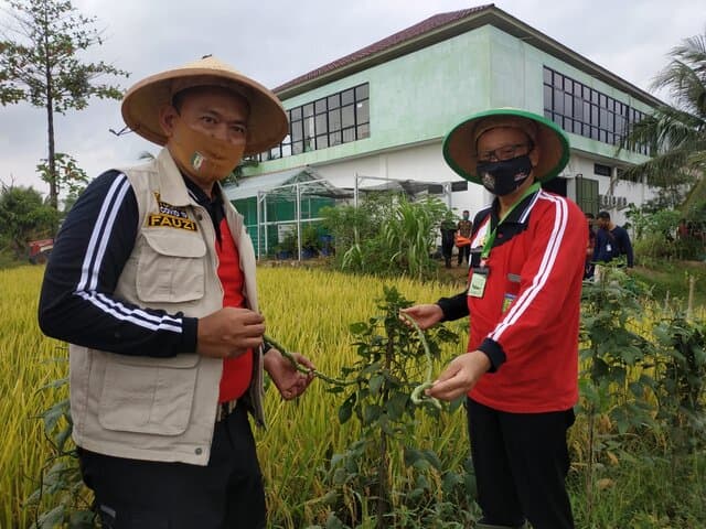 Filosofi Kacang Panjang Jadi Contoh Kebangkitan SDM Pertanian