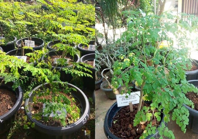 Budidaya Tanaman Kelor Dalam Pot di Daerah Perkotaan