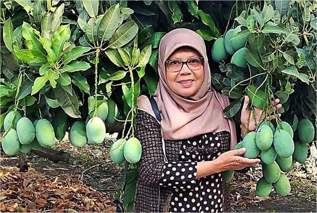 Balitbangtan Kembangkan Inovasi Teknologi dan Varietas Unggul Buah Tropika