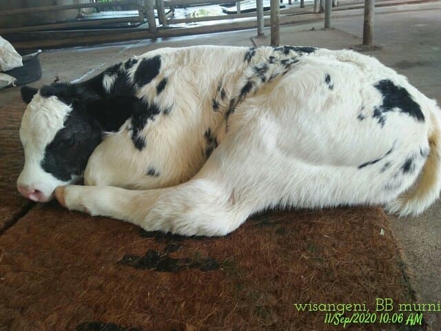 Lagi, Pedet Belgian Blue Lahir di Balai Penelitian Ternak