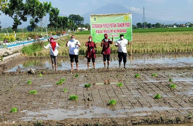 BPP di Klaten Lakukan GPOT Padi Agar Lahan Tetap Produktif