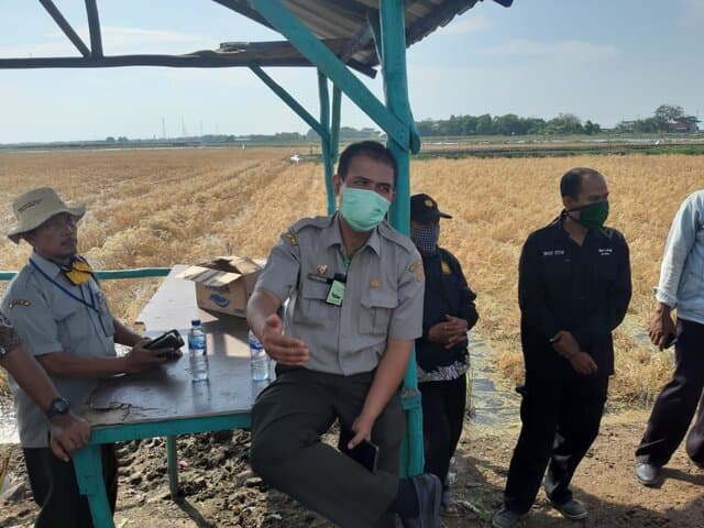 Produksi Beras 2020 Capai 31,63 Juta Ton, Naik Signifikan Dibanding 2019