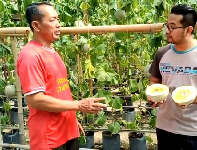 Pakde Aris dari Cawas Sulap Bukit Gersang Jadi Greenhouse Buah Melon