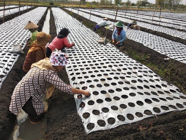 Sukseskan Gedor Horti, BPP Nganjuk Lakukan Demplot Bawang Merah
