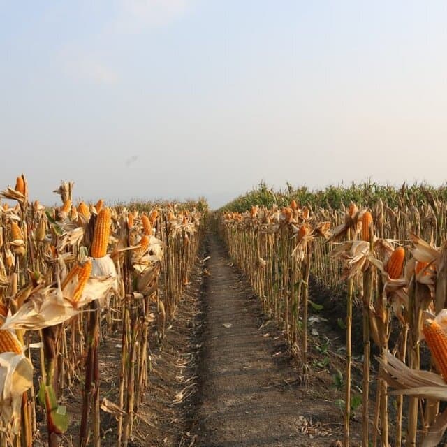 Terapkan Korporasi Petani, Nagreg Jadi Sentra Jagung Jabar dan Perputaran Uang Capai Rp 17 Miliar