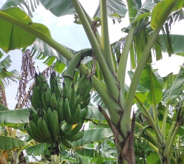 Kawasan Pisang Desa Buahdua Jamin Pasokan Bahan Baku Sale Pisang di Sumedang