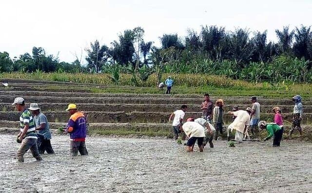 Tanam Jajar Legowo Jadi Harapan Baru Petani Simalungun