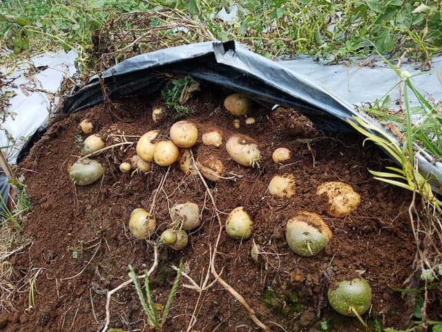 Menjadi Pemasok Kentang, Kabupaten Wonosobo Terus Kembangkan Benih Bermutu