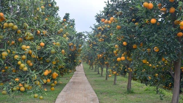 Integrasi TSP dan Agroeduwisata, Balitjestro :  Sejahterakan Petani, Topang Ekonomi Bangsa