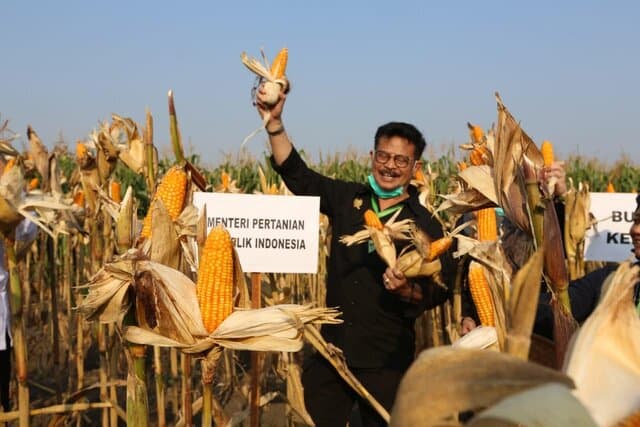 Inilah 10 Provinsi Produsen Jagung Terbesar Indonesia