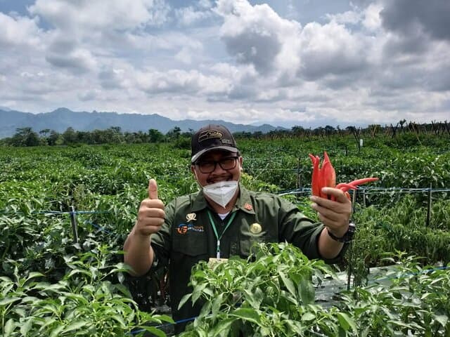 Panen Cabai: Dirjen Hortikultura Pastikan Pasokan Cabai Aman