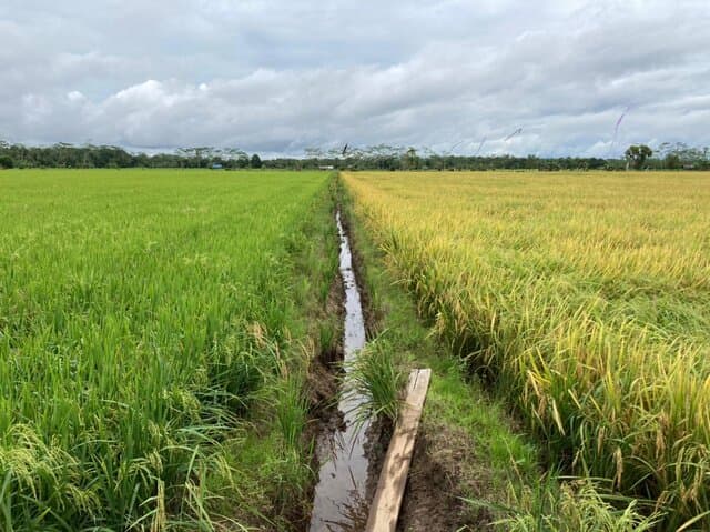 Petani : Tidak Betul Food Estate Kalteng Gagal Panen