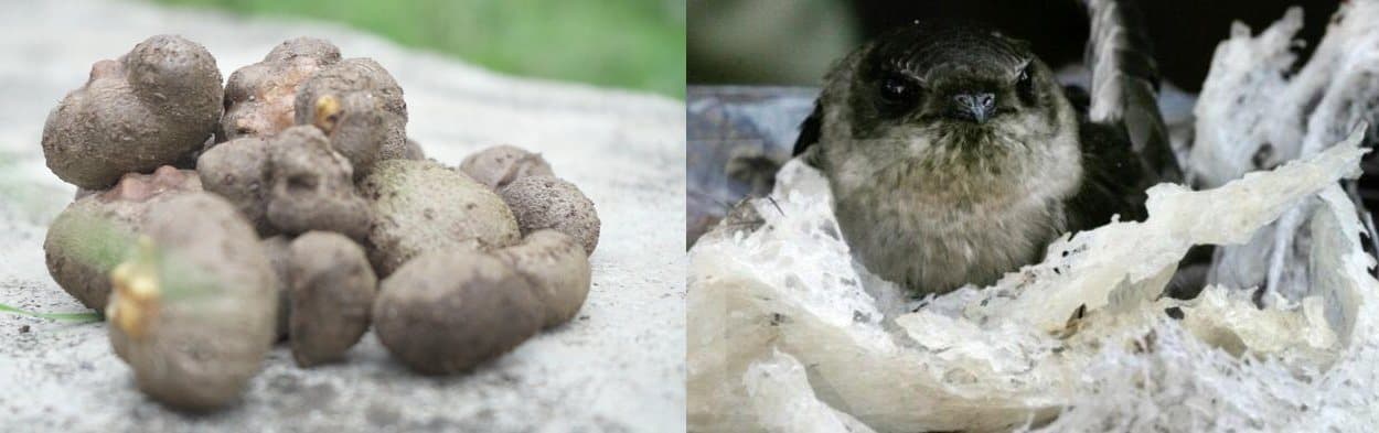 Moeldoko Sinergi Kementan Kembangkan Komoditas Porang dan Walet
