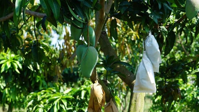 Kementan Dorong Indramayu Sebagai Role Model Kampung Buah