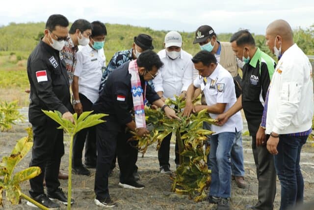 Lewat Petani Milenial, Mentan SYL Terus Garap Porang Jadi Komoditas Andalan