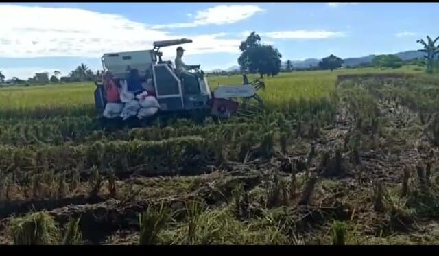 Petani Nabire Berhasil Tingkatkan Produksi Padi Program OPIP