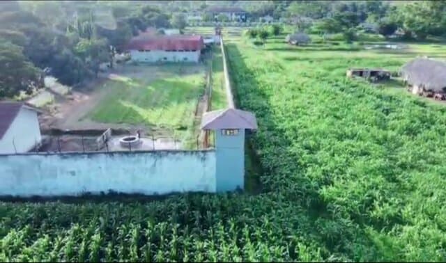 Manfaatkan Lahan Nganggur, Kementan Gerakkan Tanam Jagung di Kebun Lapas