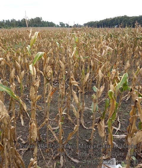 NTB dan Lampung Kini Bisa Produksi Jagung Bahan Industri Pangan