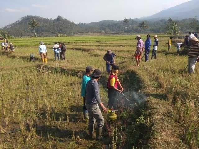Kementan Dukung Kegigihan Petani Kecamatan Tarik-Sidoarjo Mengelola Hama Tikus Sawah