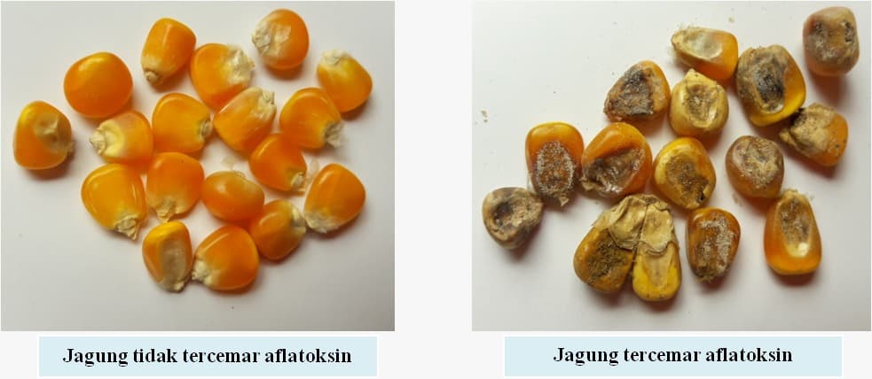 Kenali Aflatoksin, Senyawa Beracun Pada Produk Pertanian