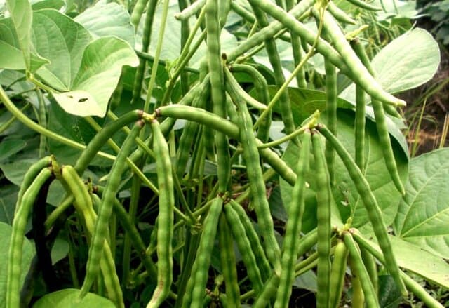 Kementan Dorong Produksi Kacang Hijau Sebagai Sumber Gizi Potensial