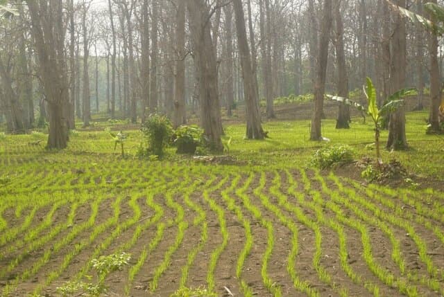 Agroforestry Mendukung Peningkatan Produksi Padi