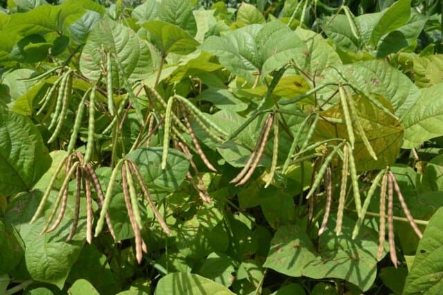 Kementan Kembangkan Kawasan Perbenihan Kacang Hijau
