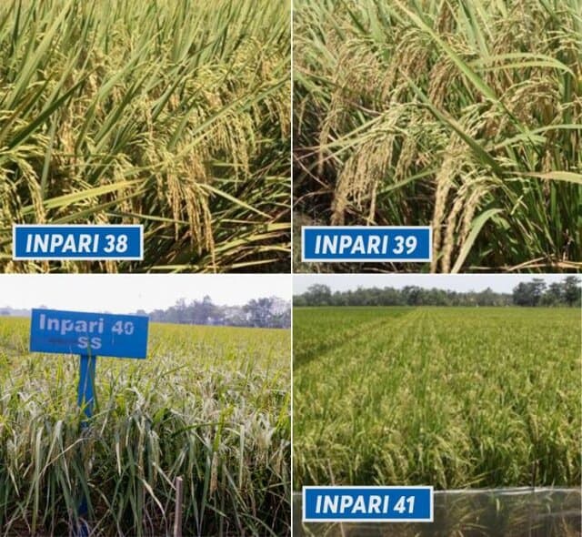 Jenis Varietas Benih Padi Pengaruhi Kualitas dan Harga Beras