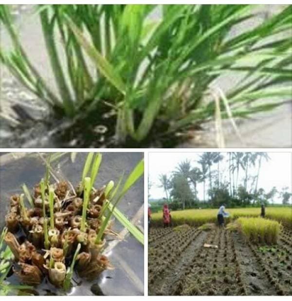 Selain Mampu Tingkatkan Produksi, Budidaya Padi Teknik Salibu Juga Lebih Hemat