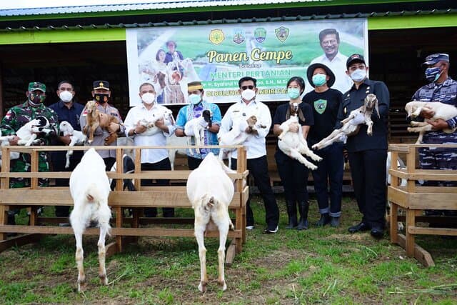 Mentan Syahrul Tinjau Langsung Panen Cempe di Kaltara