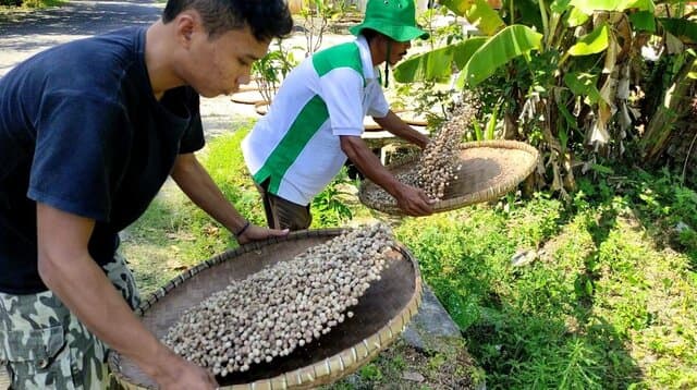 Mampu Menghasilkan Laba Berulang Kali, Kementan Dorong Pertanaman Kapulaga