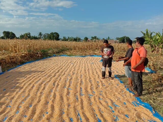 Pulau Jawa Panen Raya Jagung, Pakan Ternak Melimpah Ruah