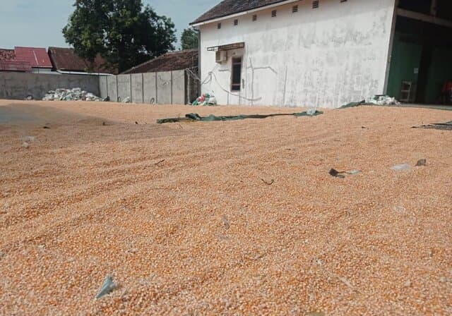 Pantau Stok Jagung, Pemerintah Pastikan Aman