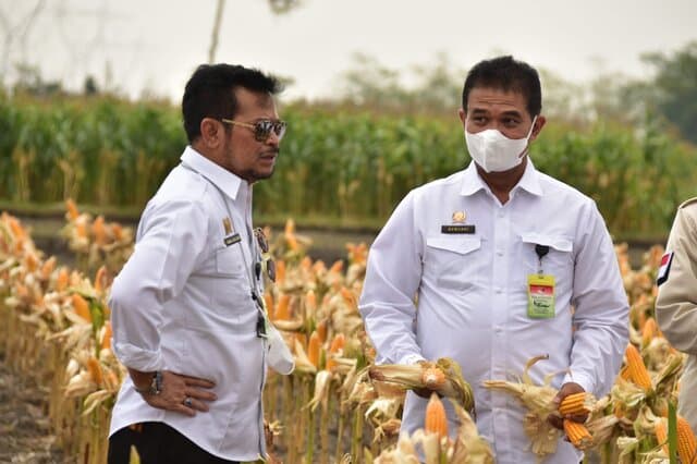 Buktikan Stok Aman, Mentan Bersama 4 Gubernur dan 26 Bupati Panen Jagung Nusantara