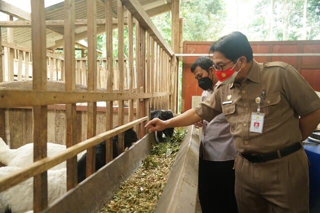 PKU Kulon Progo Tanam Jagung untuk Pakan Ternak
