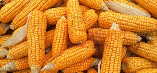 Kementan Dorong Sulut Ekspor Benih Jagung
