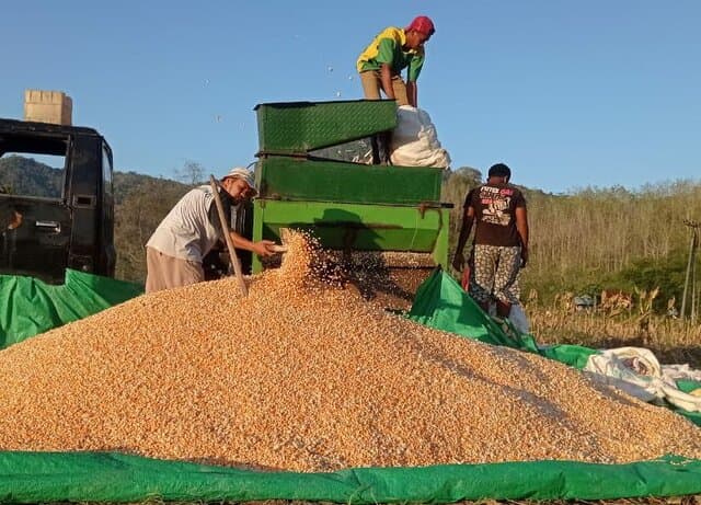 Jagung Terdistribusi Hingga Kandang, Peternak: Tak Ada Masalah Kadar Air, Sudah Sesuai Kriteria dan Keinginan