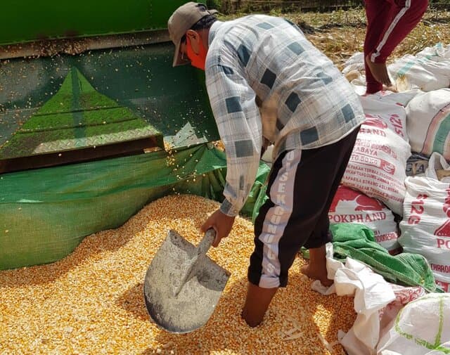 Ketidakjelasan Bulog Serap Jagung 30.000 Ton, Petani Grobogan Akhirnya Jual ke Pabrik Pakan