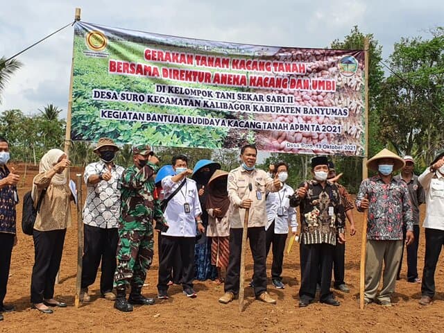 Kementan Gelar Tanam Serempak Kacang Tanah di Kabupaten Banyumas