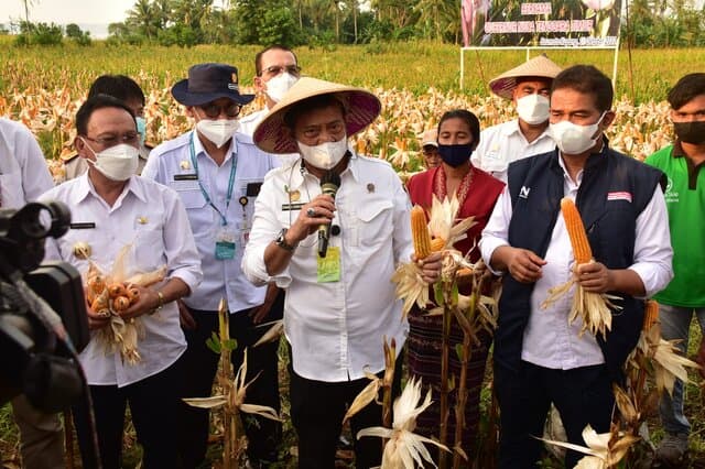 Datang Ke Kupang NTT, Mentan SYL Panen Raya Jagung