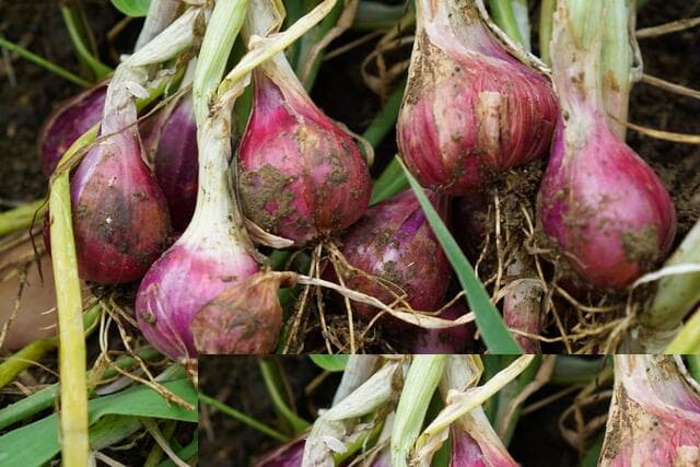 Tips dan Trik Menanam Bawang Merah pada Musim Hujan