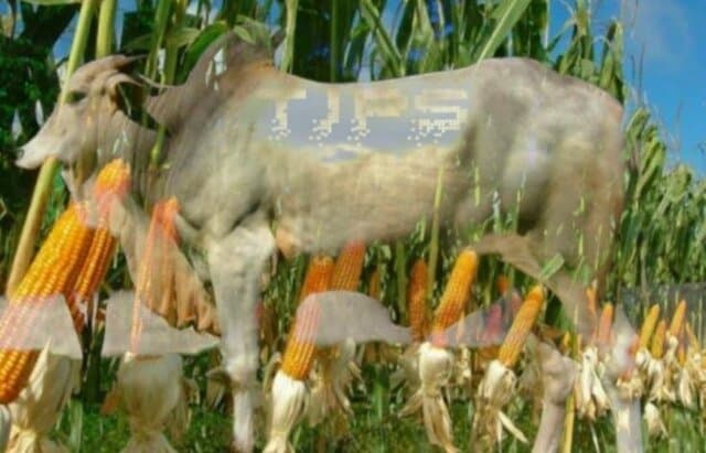 Gerakan TJPS, Strategi Jitu NTT Tingkatkan Produksi Jagung, Ternak Sapi dan Pendapatan Masyarakat