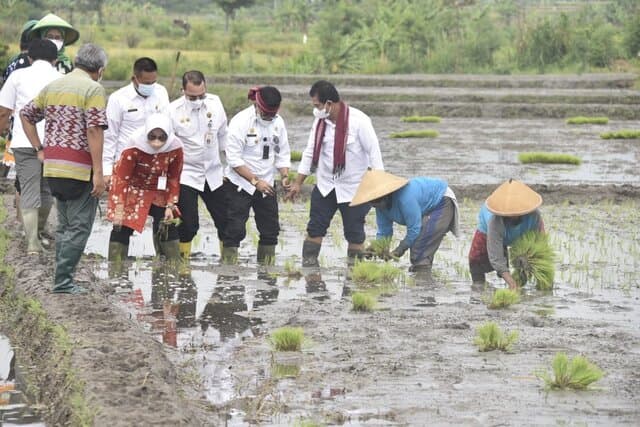 Mentan SYL di Tahun 2022 Genjot Produksi Padi Lewat Percepatan Tanam dan IP 400