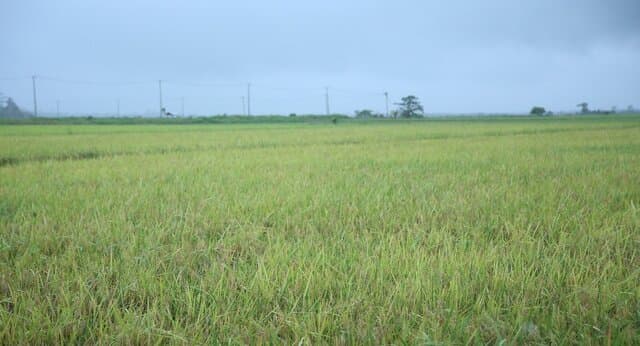 Kalbar Siap Sinergi Dukung Tanam Empat Kali Menuju Swasembada Pangan