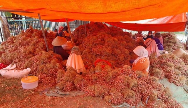 Produksi Melimpah, Bawang Merah Bima Siap Pasok Kebutuhan RamadhanIdul