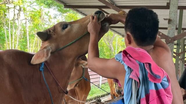 Ramuan Jamu dan Doa Peternak Madura Perkuat Imun Sapi dari PMK