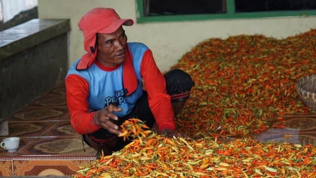 Banjarnegara Pasok Cabai Merah Keriting dan Cabai Rawit Hijau Belasan Ton Setiap Hari ke Jabodetabek