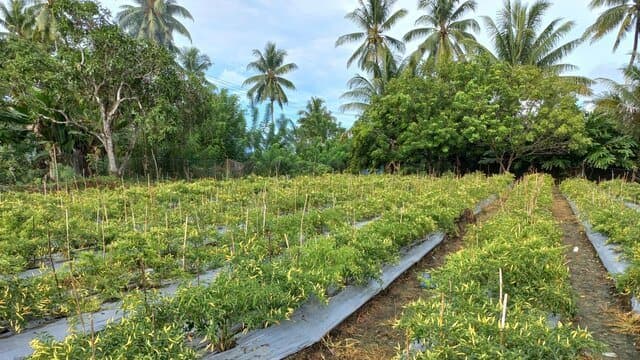 Harga Cabai Melonjak, Kementan Pasti Bergerak