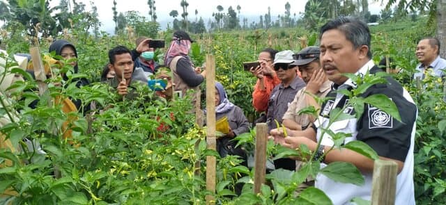 Kementan Kawal Panen Cabai Untuk Jaga Stok Aman Jelang HBKN