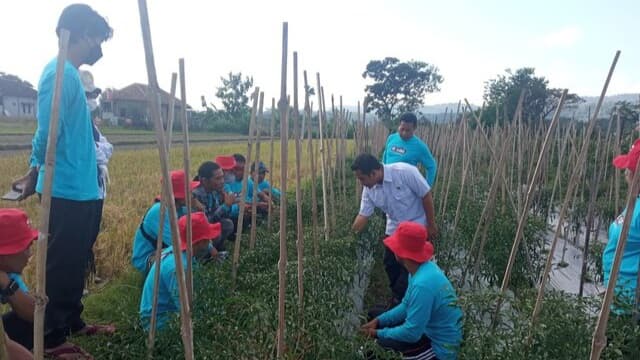 Siapkan Pertanian Berkelanjutaan, Petani Milenial DIY Tingkatkan Sekolah Lapang